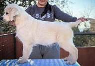 Голдън ретривър – ПРЕКРАСНИ кученца