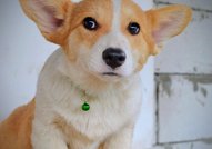 Уелски корги пембрук – Красиви кученца