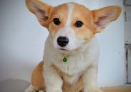 Уелски корги пембрук – Красиви кученца