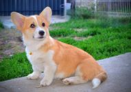 Уелски корги пембрук – Красиви кученца