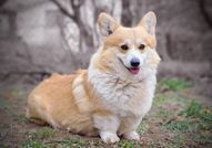 Уелски корги пембрук – Красиви кученца