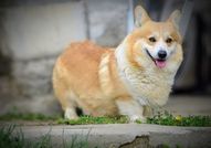 Уелски корги пембрук – Красиви кученца