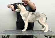 Сибирско хъски – женско кученце