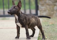 Beautiful mini bull terrier puppies for sale, with FCI pedigree.