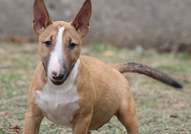 Beautiful mini bull terrier puppies for sale, with FCI pedigree.