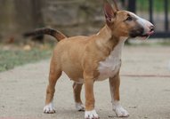Beautiful mini bull terrier puppies for sale, with FCI pedigree.