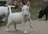 Beautiful mini bull terrier puppies for sale, with FCI pedigree.