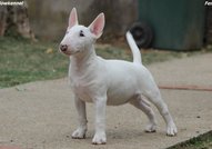Beautiful mini bull terrier puppies for sale, with FCI pedigree.