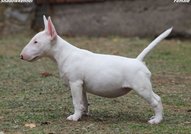 Beautiful mini bull terrier puppies for sale, with FCI pedigree.