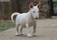Beautiful mini bull terrier puppies for sale, with FCI pedigree.