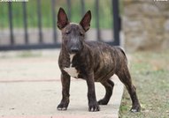 Beautiful mini bull terrier puppies for sale, with FCI pedigree.