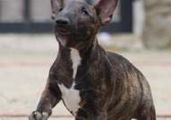 Beautiful mini bull terrier puppies for sale, with FCI pedigree.