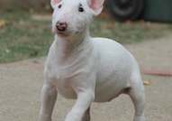 Beautiful mini bull terrier puppies for sale, with FCI pedigree.