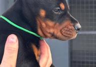 Доберман – кученца за продажба