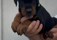 Доберман – кученца за продажба