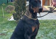 Доберман – кученца за продажба