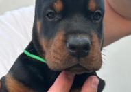 Доберман – кученца за продажба