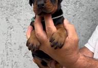 Доберман – кученца за продажба