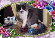 Персийски дългокосместа многоцветни котки с ЕС паспорт, микрочип, ваксинирани, обезпаразитени, породисти, чистокръвни, здрави домашни любимци!