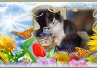 Персийски дългокосместа многоцветни котки с ЕС паспорт, микрочип, ваксинирани, обезпаразитени, породисти, чистокръвни, здрави домашни любимци!