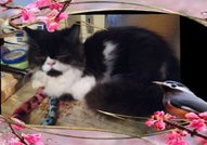 Персийски дългокосместа многоцветни котки с ЕС паспорт, микрочип, ваксинирани, обезпаразитени, породисти, чистокръвни, здрави домашни любимци!