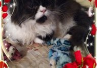 Персийски дългокосместа многоцветни котки с ЕС паспорт, микрочип, ваксинирани, обезпаразитени, породисти, чистокръвни, здрави домашни любимци!