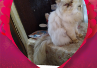 Персийски дългокосместа многоцветни котки с ЕС паспорт, микрочип, ваксинирани, обезпаразитени, породисти, чистокръвни, здрави домашни любимци!