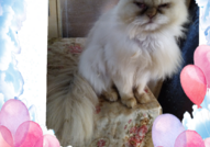 Персийски дългокосместа многоцветни котки с ЕС паспорт, микрочип, ваксинирани, обезпаразитени, породисти, чистокръвни, здрави домашни любимци!