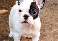 Френски булдог – красиви кученца