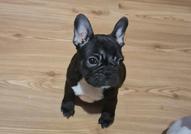 Френски булдог – красиви кученца