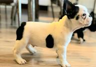 Френски булдог – красиви кученца