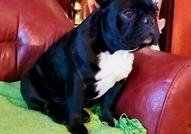 Френски булдог – красиви кученца