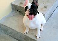 Френски булдог – красиви кученца