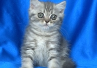 Британско късокосместо котенце