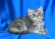 Британско късокосместо котенце