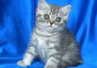 Британско късокосместо котенце