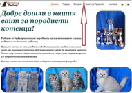 Британско късокосместо котенце