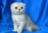 Клепоухи късокосмести котенца