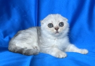 Клепоухи късокосмести котенца