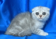 Клепоухи късокосмести котенца