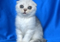 Клепоухи късокосмести котенца