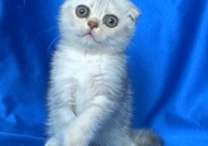 Клепоухи късокосмести котенца