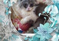 Персийски дългокосместа многоцветни принцове с ЕС паспорт микрочип ваксини обезпаразитени породисти здрави домашни любимци!