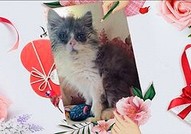 Персийски дългокосместа многоцветни принцове с ЕС паспорт микрочип ваксини обезпаразитени породисти здрави домашни любимци!