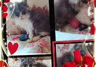 Персийски дългокосместа многоцветни принцове с ЕС паспорт микрочип ваксини обезпаразитени породисти здрави домашни любимци!