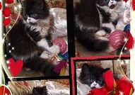 Персийски дългокосместа многоцветни принцове с ЕС паспорт микрочип ваксини обезпаразитени породисти здрави домашни любимци!