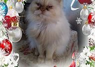 Персийски дългокосместа многоцветни принцове с ЕС паспорт микрочип ваксини обезпаразитени породисти здрави домашни любимци!