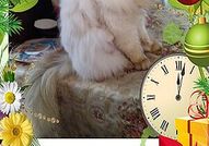 Персийски дългокосместа многоцветни принцове с ЕС паспорт микрочип ваксини обезпаразитени породисти здрави домашни любимци!