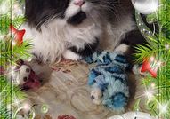 Персийски дългокосместа многоцветни принцове с ЕС паспорт микрочип ваксини обезпаразитени породисти здрави домашни любимци!