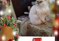 Персийски дългокосместа многоцветни принцове с ЕС паспорт микрочип ваксини обезпаразитени породисти здрави домашни любимци!